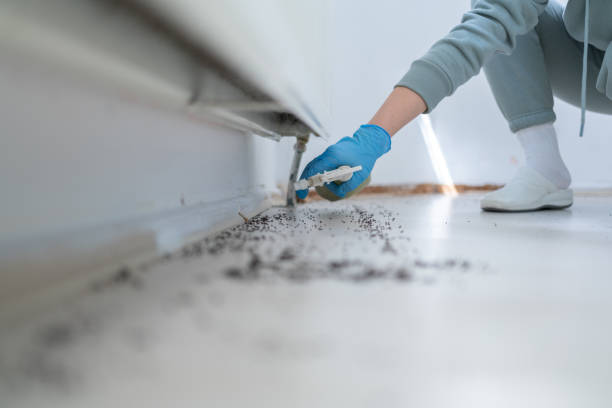 Best Affordable Pest Control Services  in Ingram, PA
